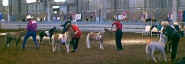 jr mare comp.JPG (36616 bytes)