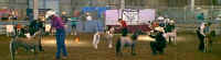 jr mare comp 2.JPG (35404 bytes)
